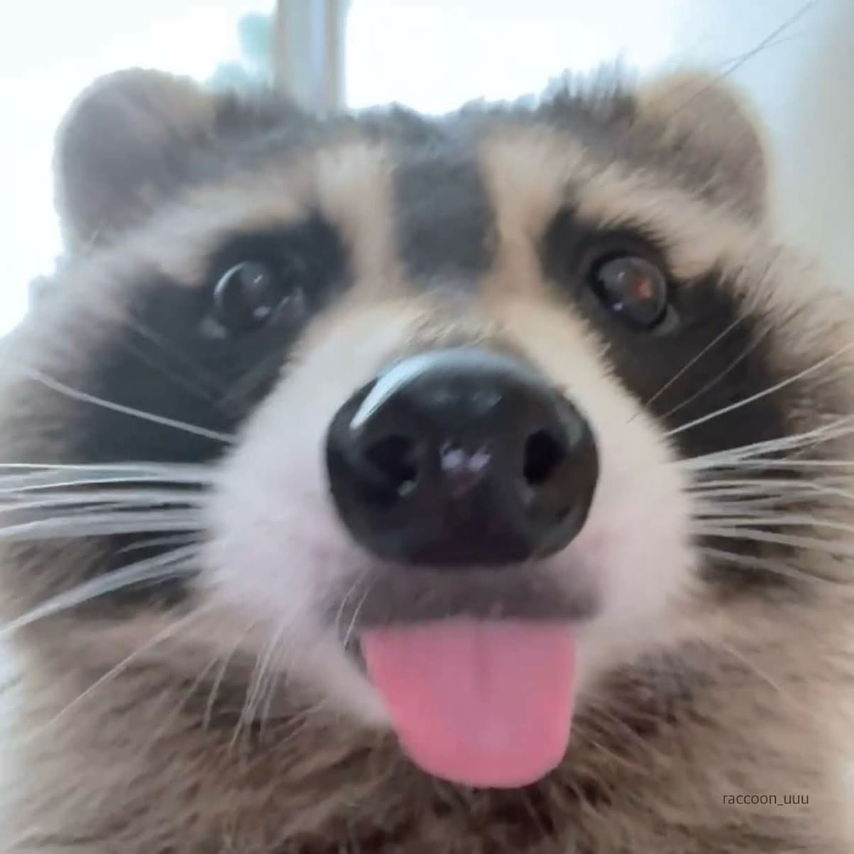 RaccoonAimers