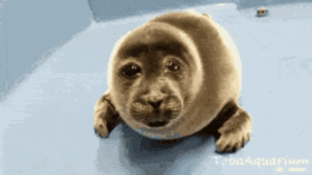 bb