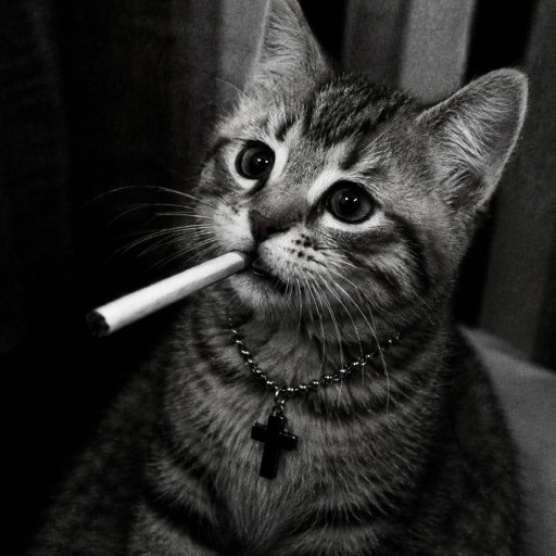 meowzer